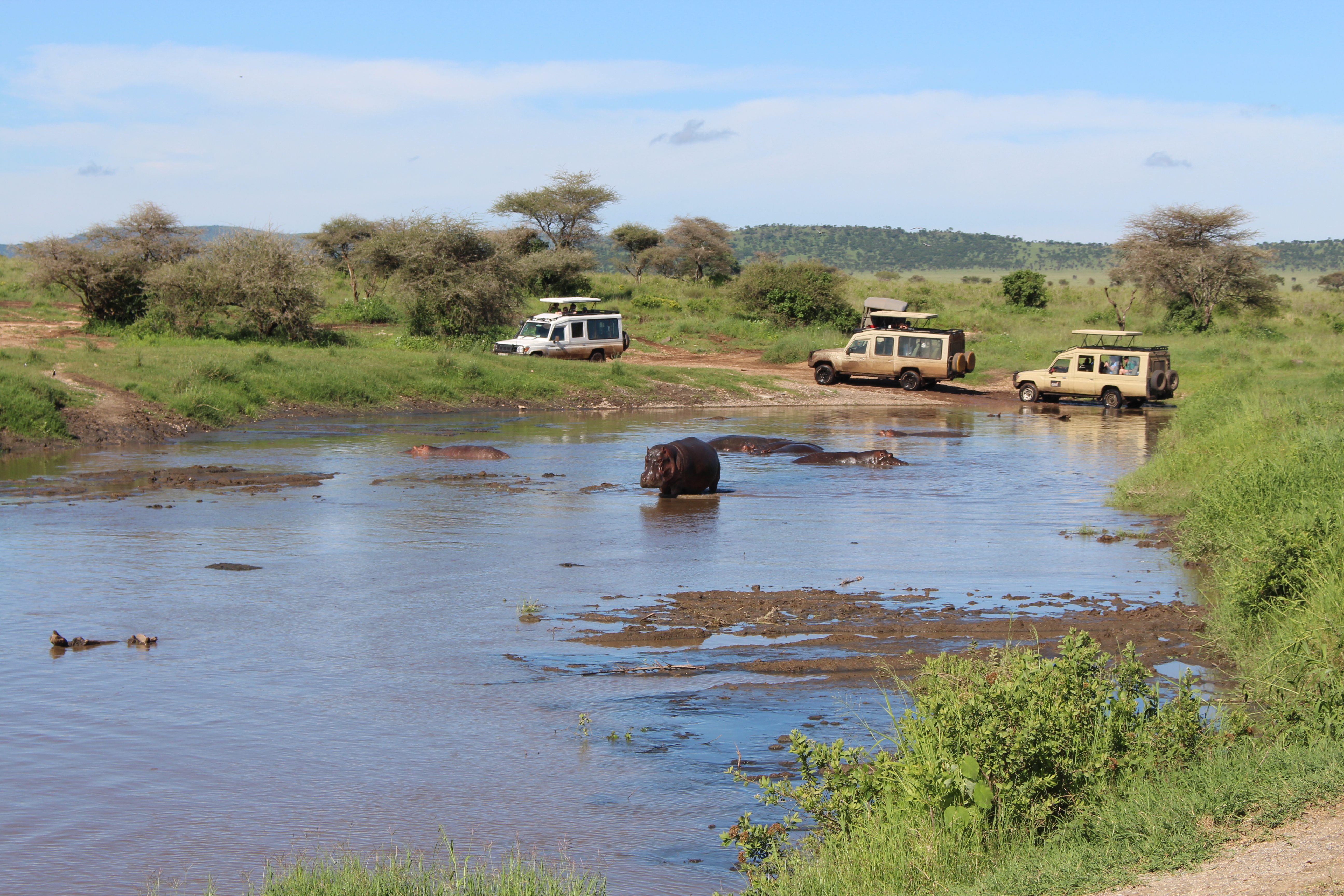 Hippo safari Tanzania